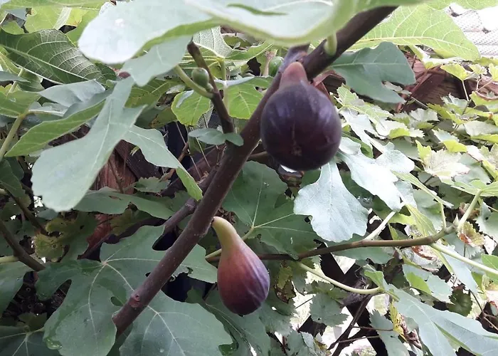 Zirbenchalet Obergruben *