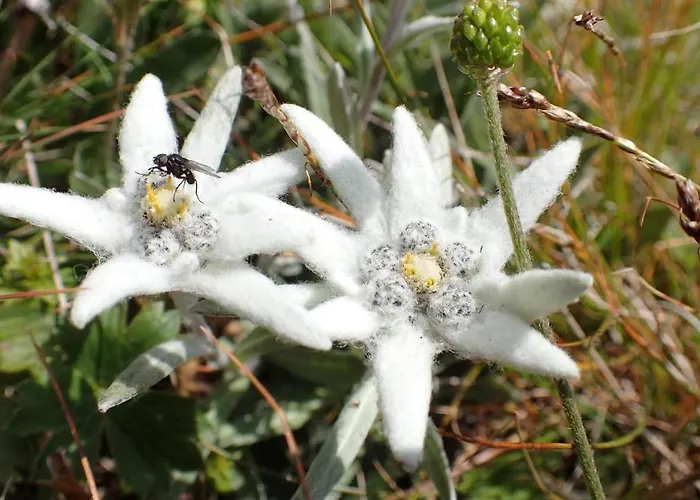 Zirbenchalet Obergruben * Brixlegg